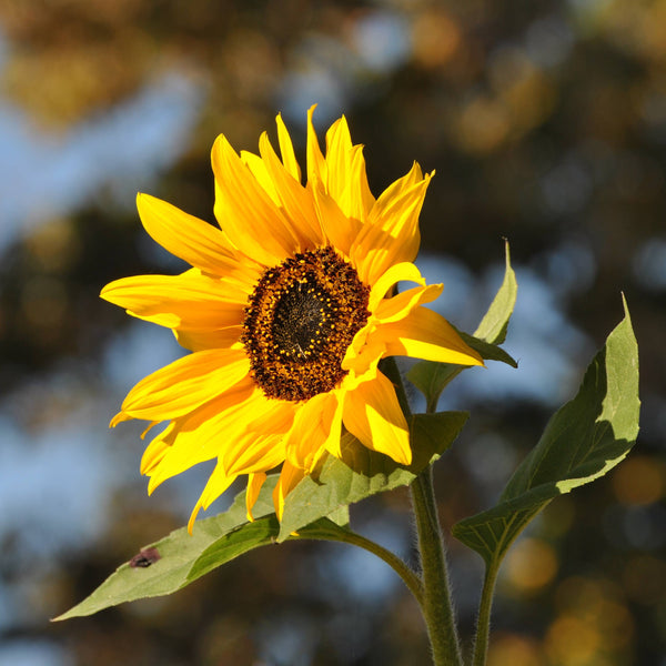 Sunflower Seed Grow Kit
