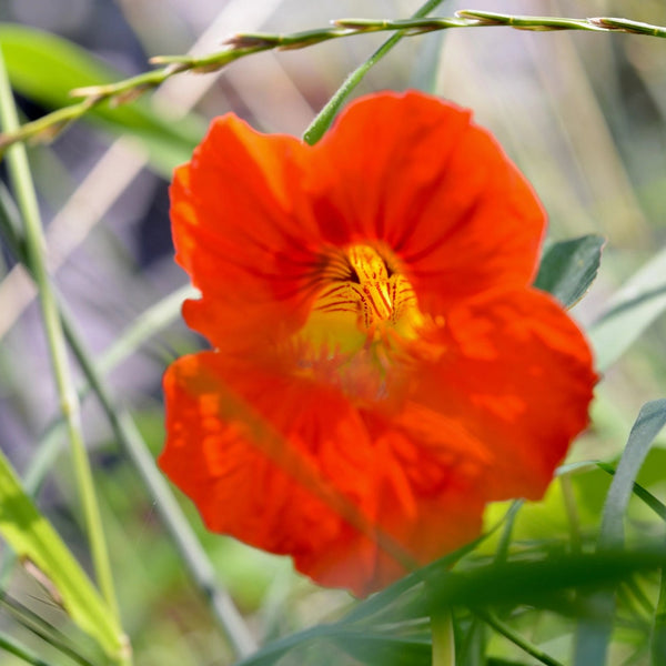 Close-up of a bright orange flower with green leaves in the background