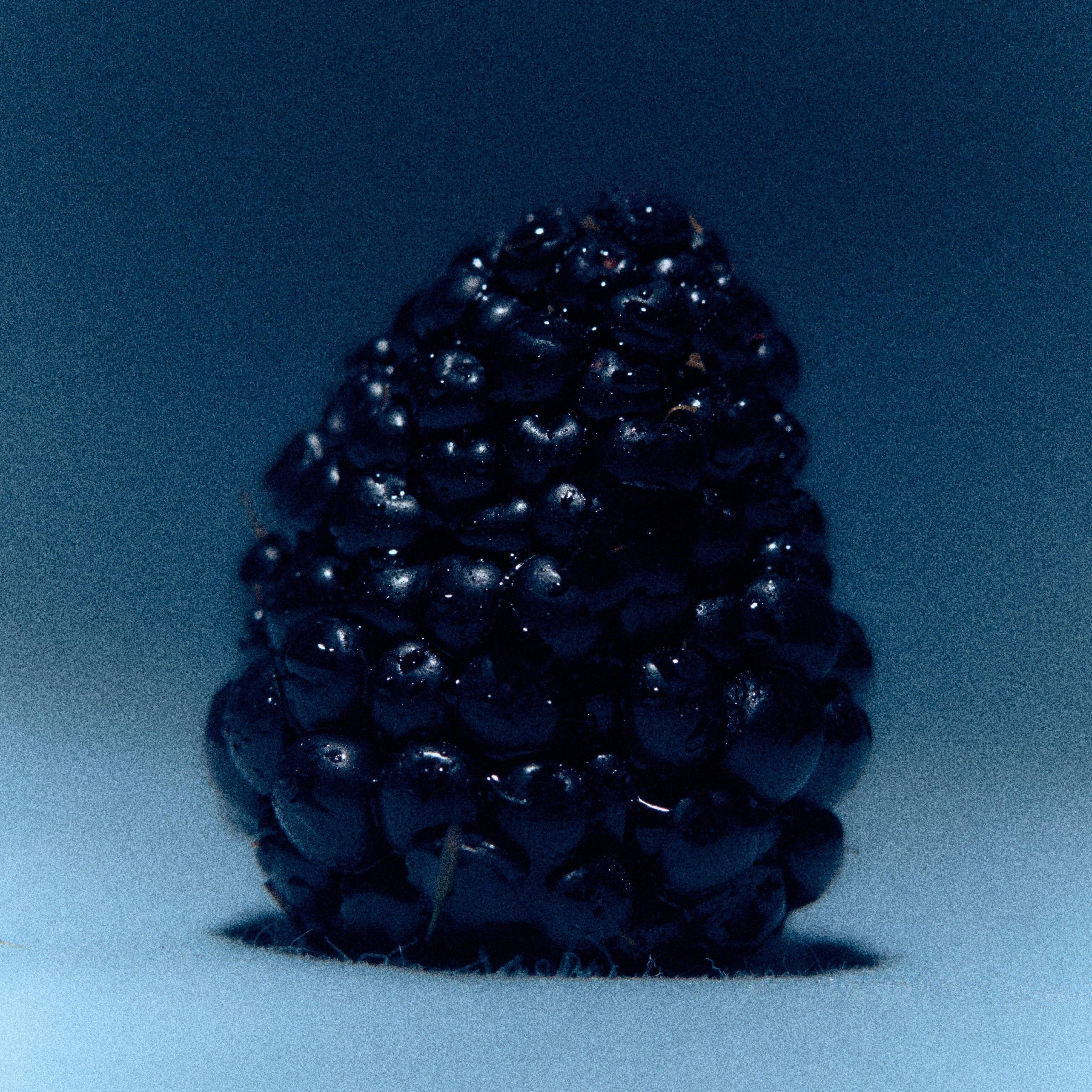 A single dark, glossy blackberry photographed against a blue gradient studio background.