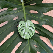 Monstera Leaf Soap - RIDER
