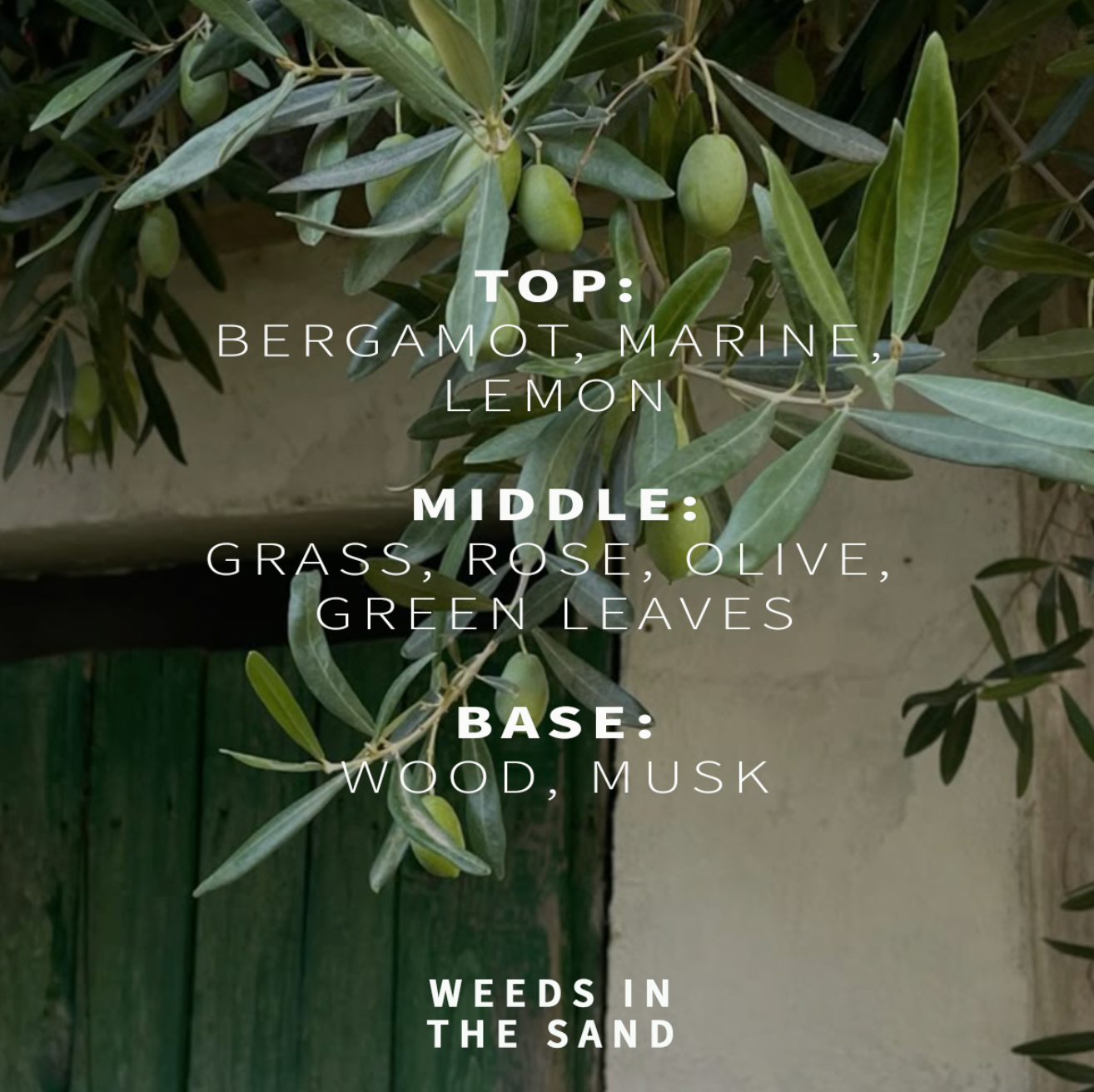 Olive tree with olives and text describing fragrance notes on a blurred background