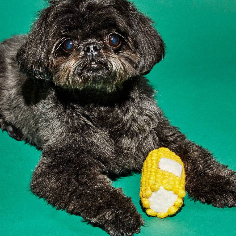Small black dog holding a corn toy against a green background