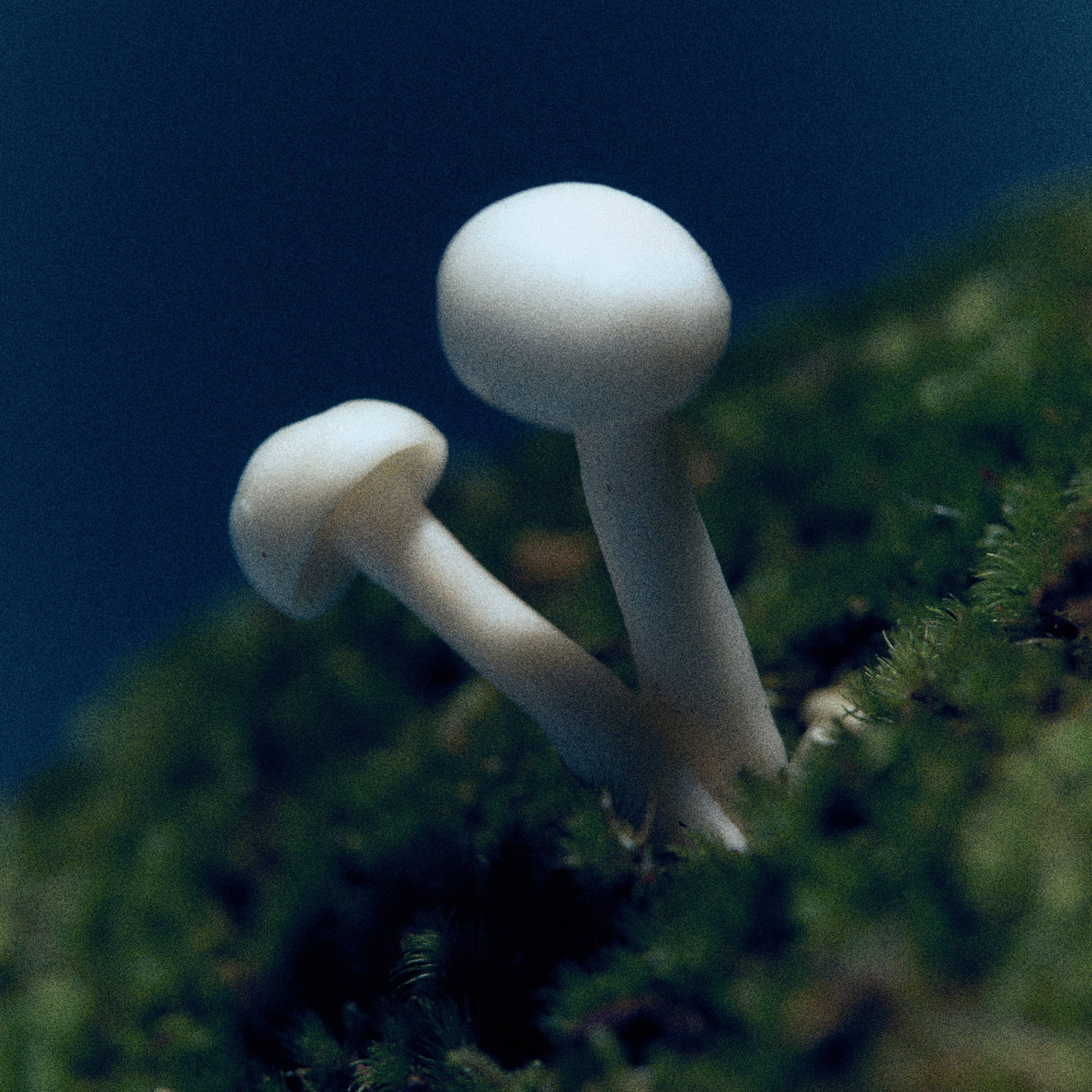 Two small white mushrooms growing on dark green moss against a deep blue background.