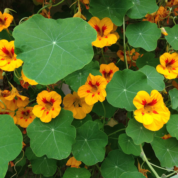 Nasturtium flowers with green leaves in a garden setting