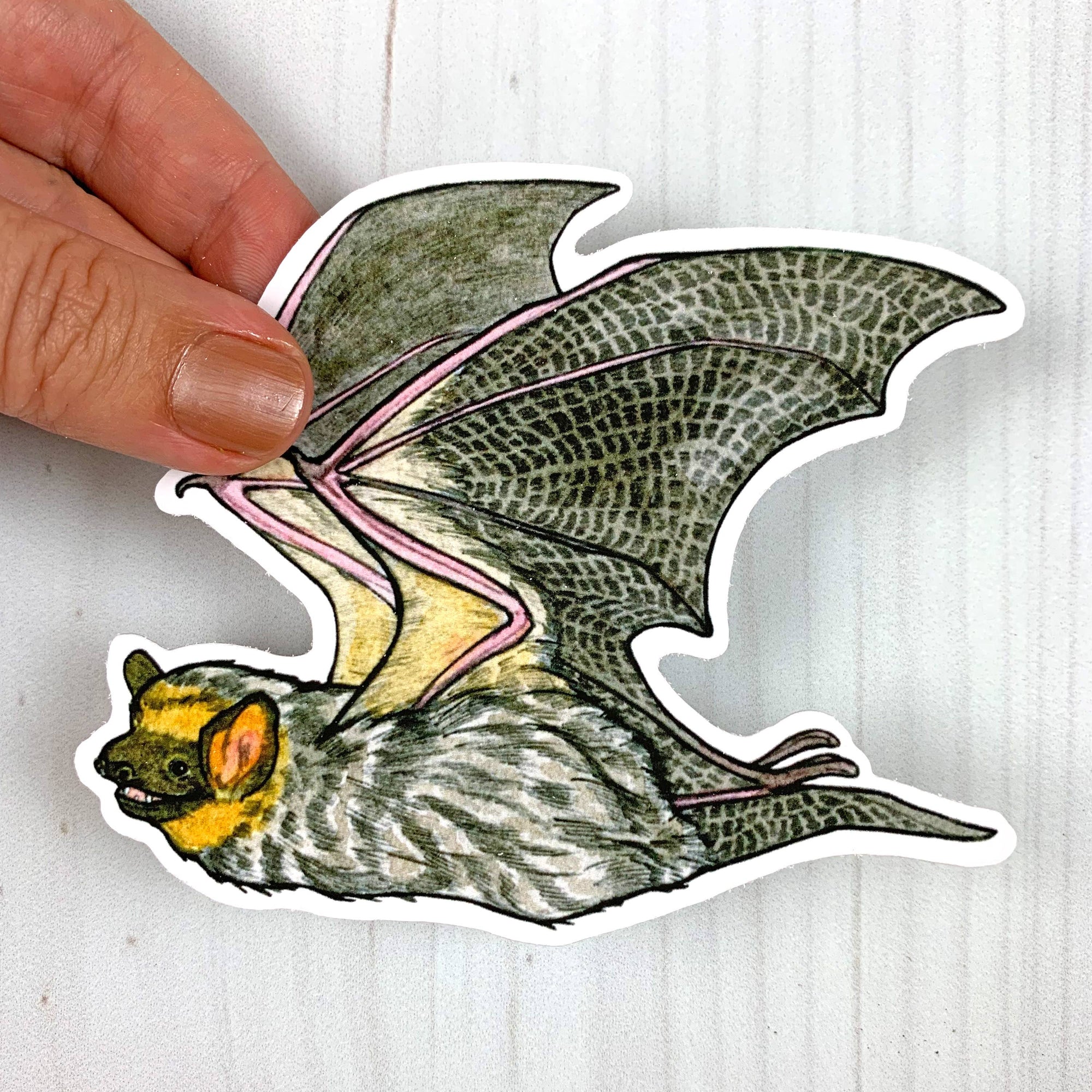 Hoary Bat Vinyl Sticker