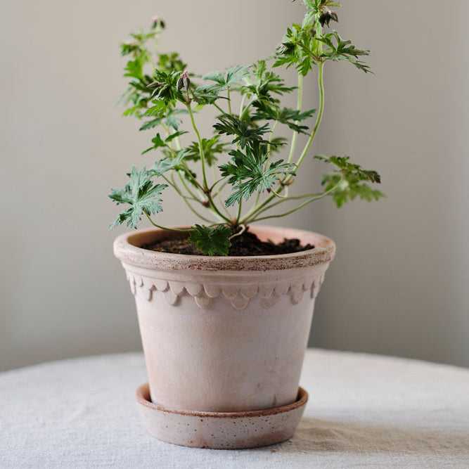 Københavner Planter & Saucer - Raw Rosa