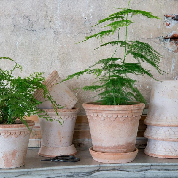 Terracotta pots with green plants against a textured stone wall.