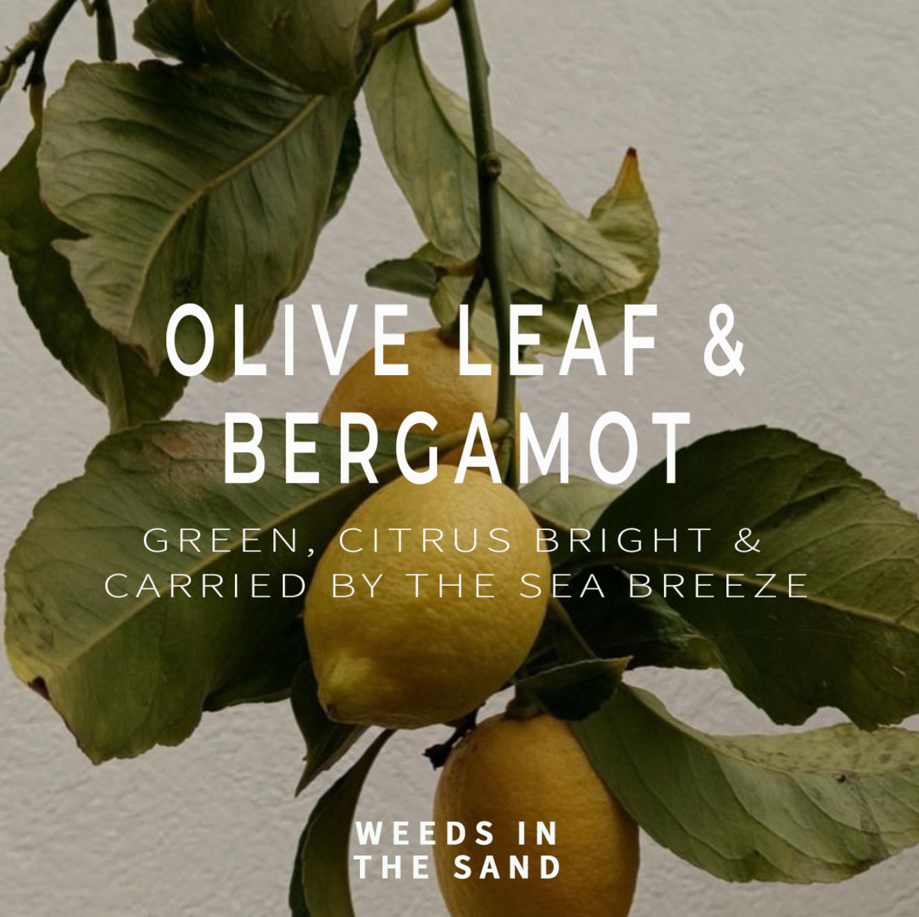 Olive leaves and lemons with text overlay that reads olive leaf & bergamot on top