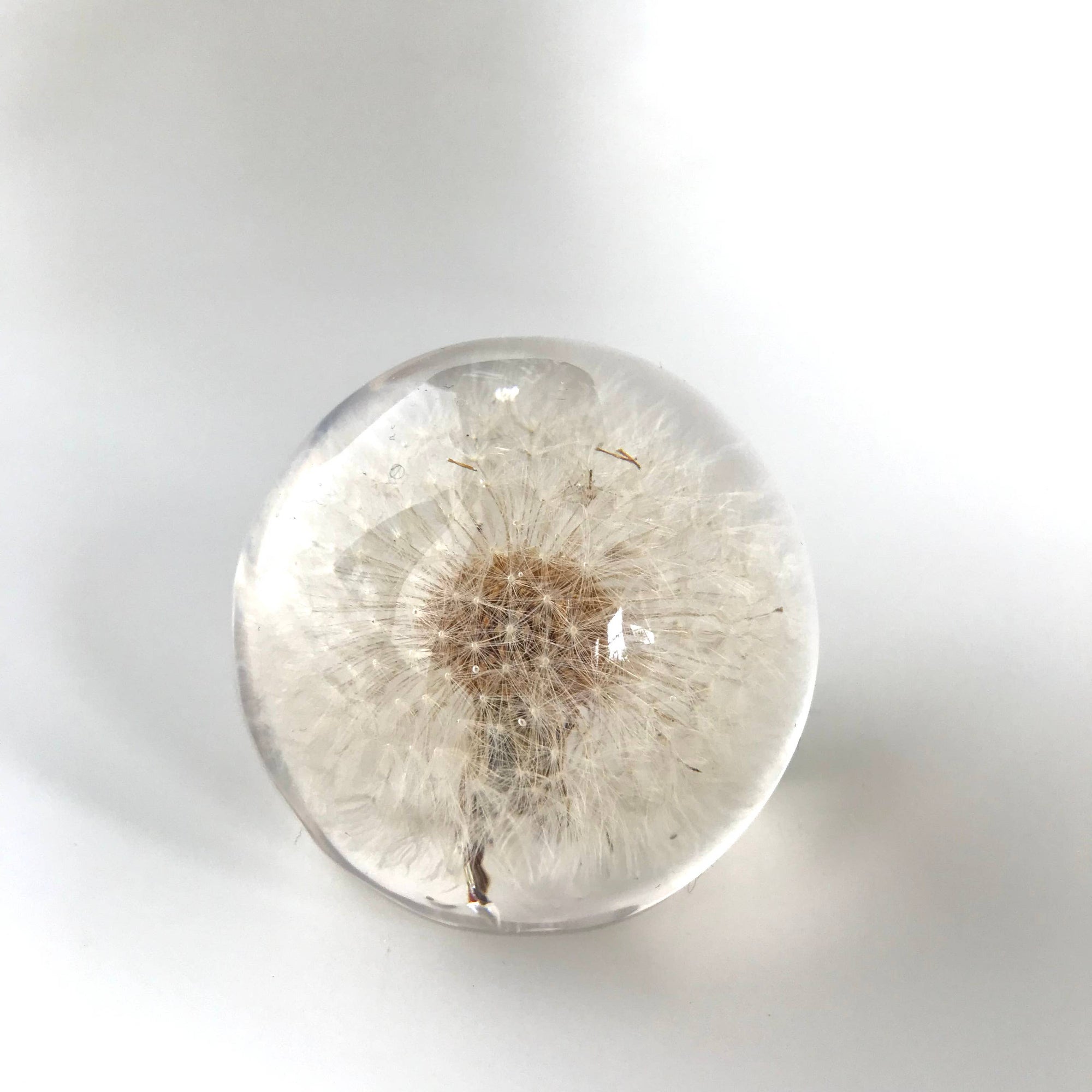 Dandelion Resin Paperweight
