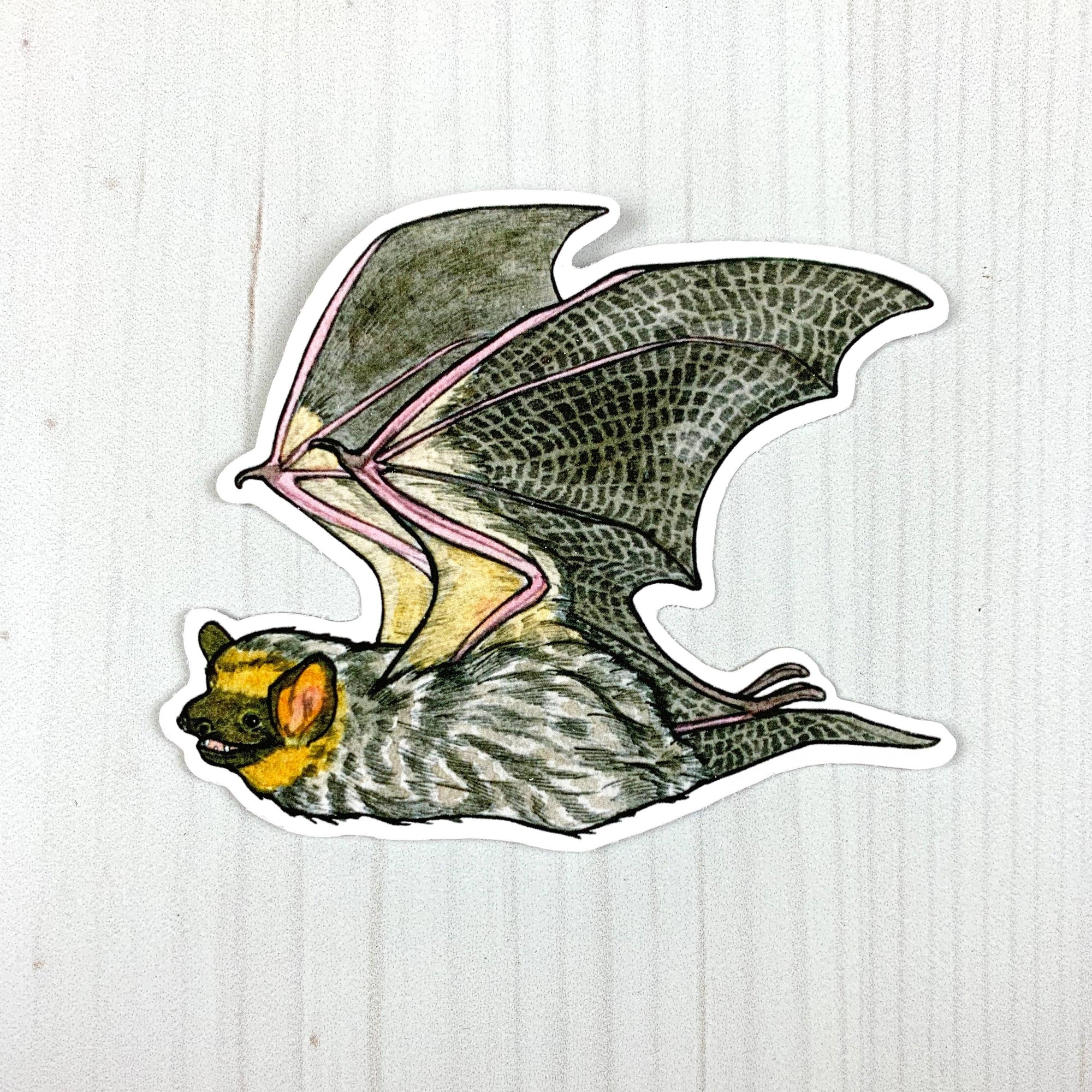 Hoary Bat Vinyl Sticker