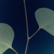 A close-up botanical photograph of a eucalyptus stem with two oval green leaves, one showing water droplets, set against a dark navy blue background.