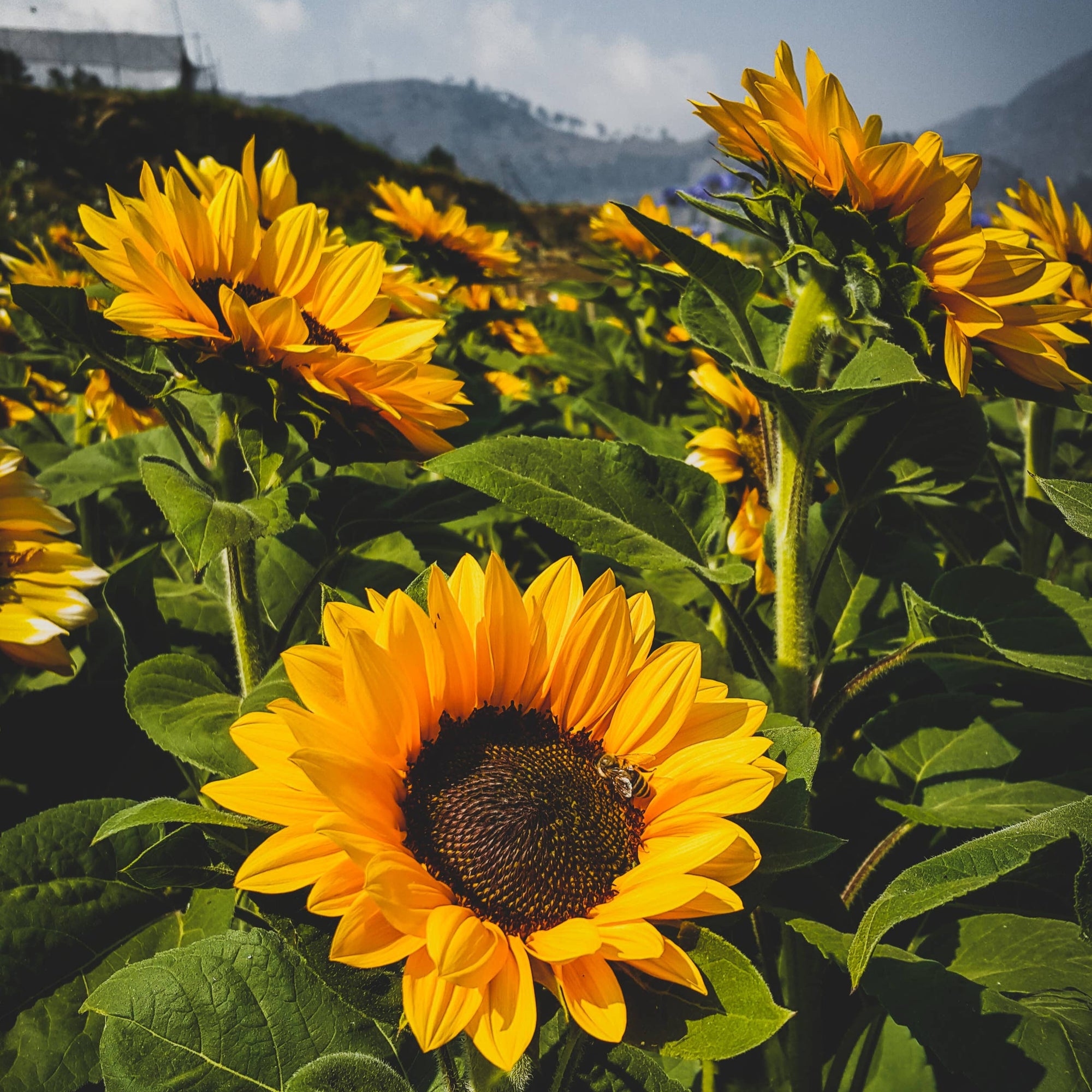 Sunflower Seed Grow Kit