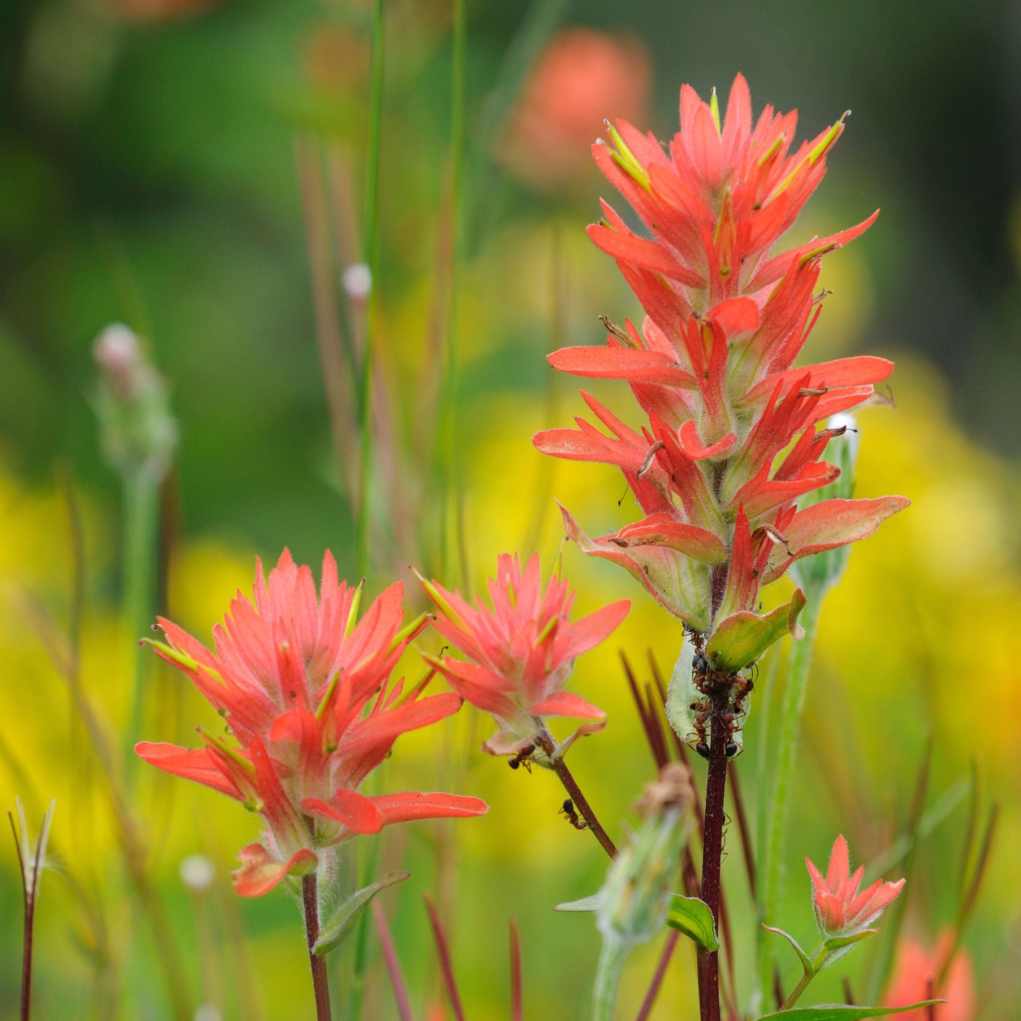 Indian Paintbrush Candle