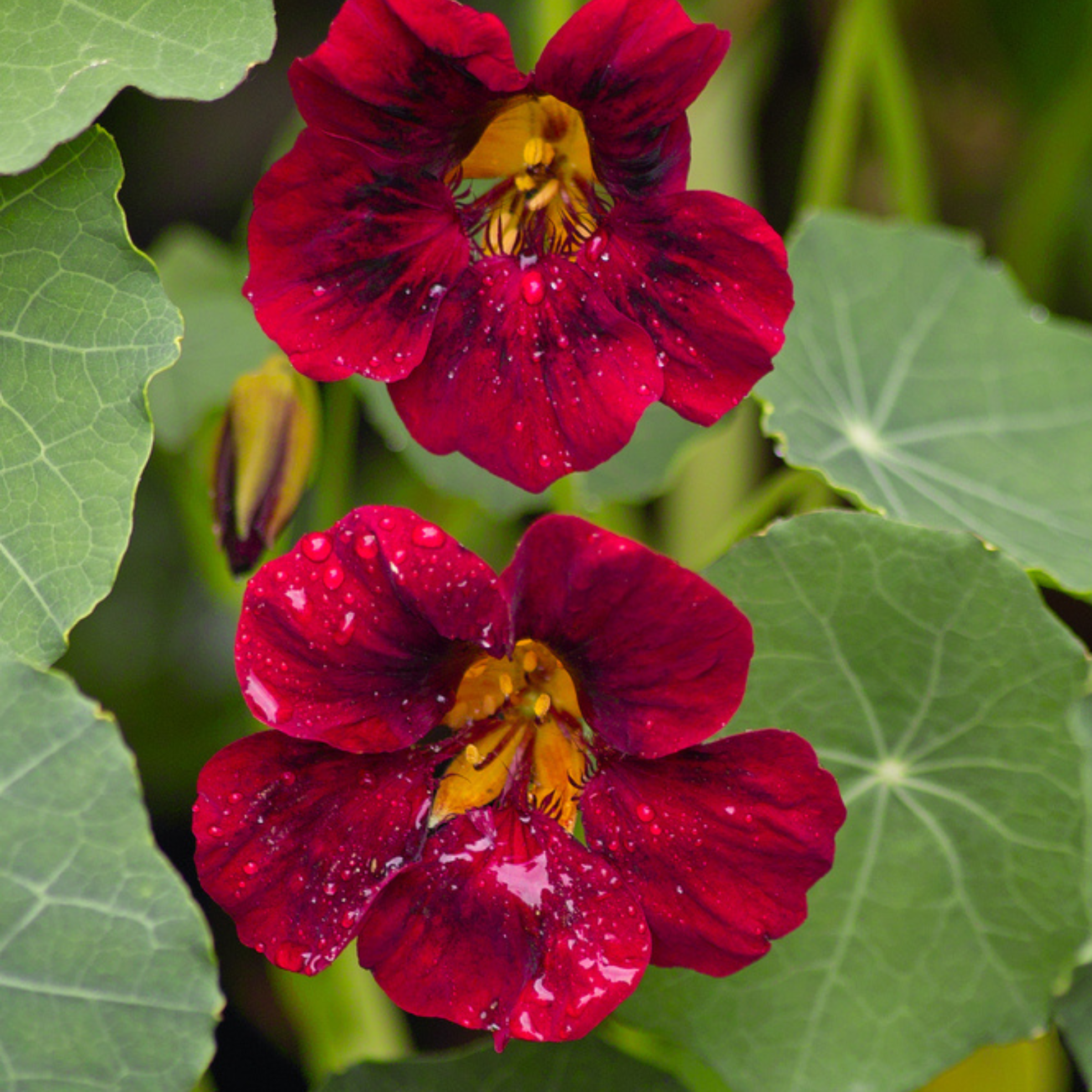 Two red nasturtium flowers with yellow centers on green leaves