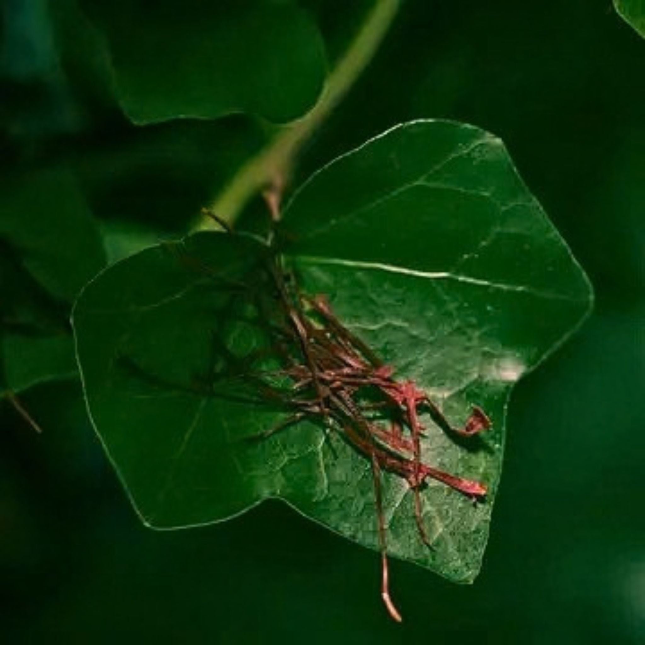 A close-up of a green ivy leaf with a small cluster of reddish saffron resting on its surface, set against a dark green blurred background.
