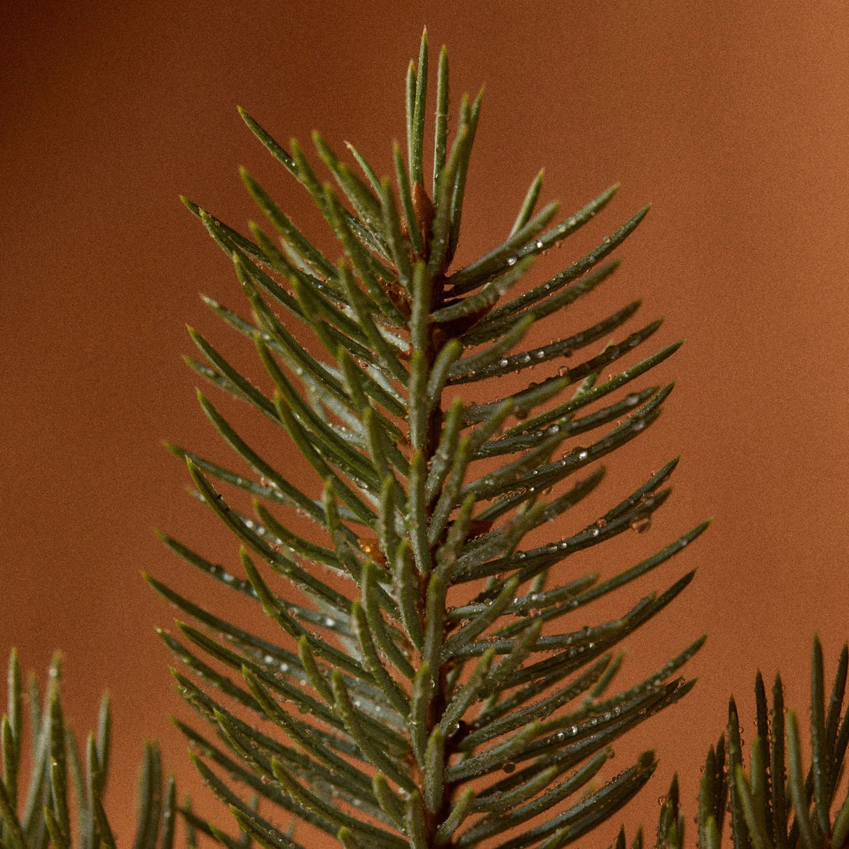 Close-up of a green evergreen branch with needle-like leaves against a warm brown background.