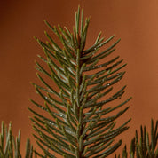Close-up of a green evergreen branch with needle-like leaves against a warm brown background.