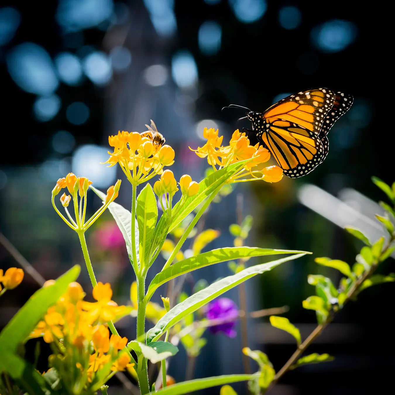 Pollinator Seed Grow Kit